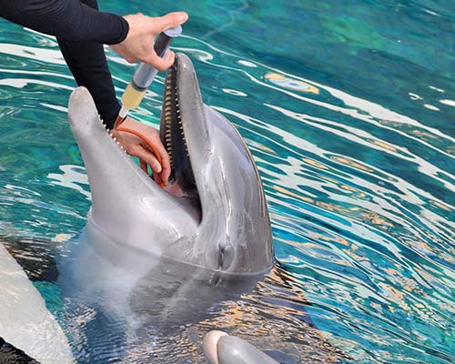 bottlenose dolphin in marine care facility