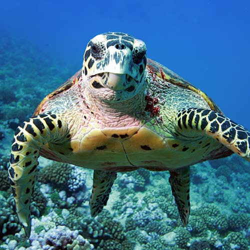 sea turtle swimming in costal waters