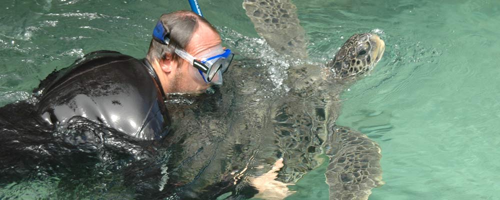 veterinarian with green sea turtle in aquatic animal facility