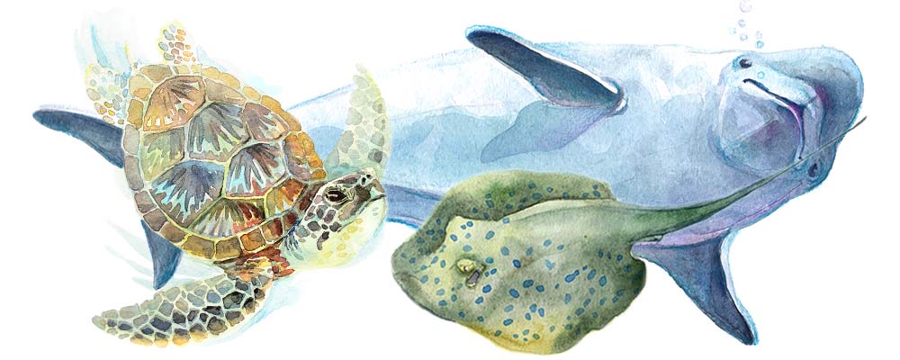 green sea turtle, dolphin, stingray illustrations