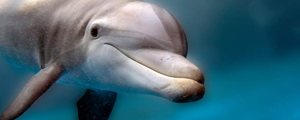 closeup of dolphin head in pool