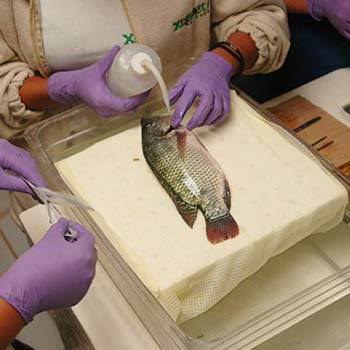 performing anesthesia in study of fish