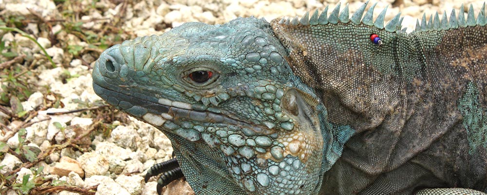 blue iguana in Blue Iguana Habitat in Caymans