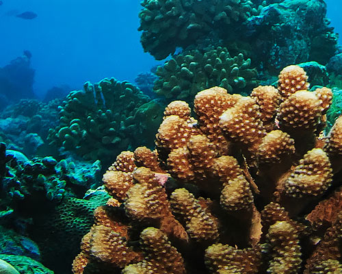 coral colony off Florida coast