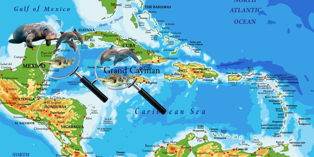 map of USA and Caymans showing locations of aquatic animal medicine locations