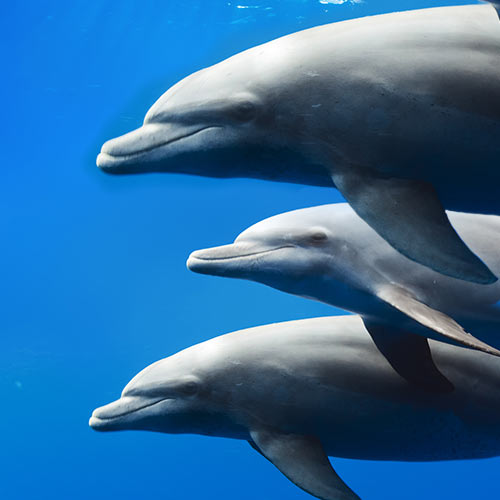 3 healthy dolphins