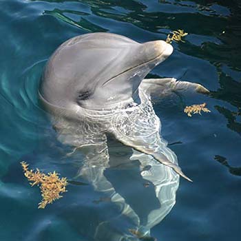 bottlenose dolphin surfacing in tropical ocean waters