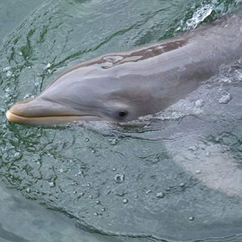 dolphin surfacing in marine animal study facilities
