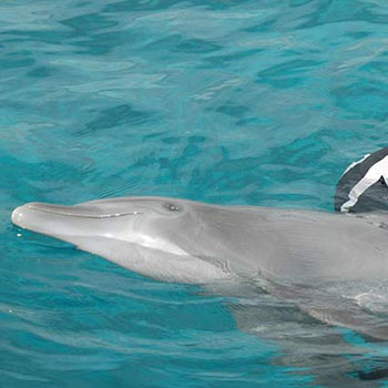 Bottlenose dolphin in examination position