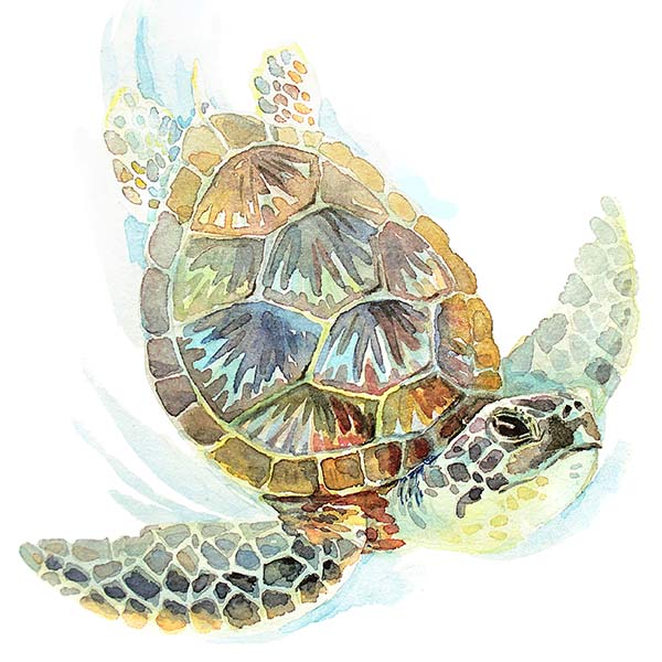 illustration of swimming green sea turtle