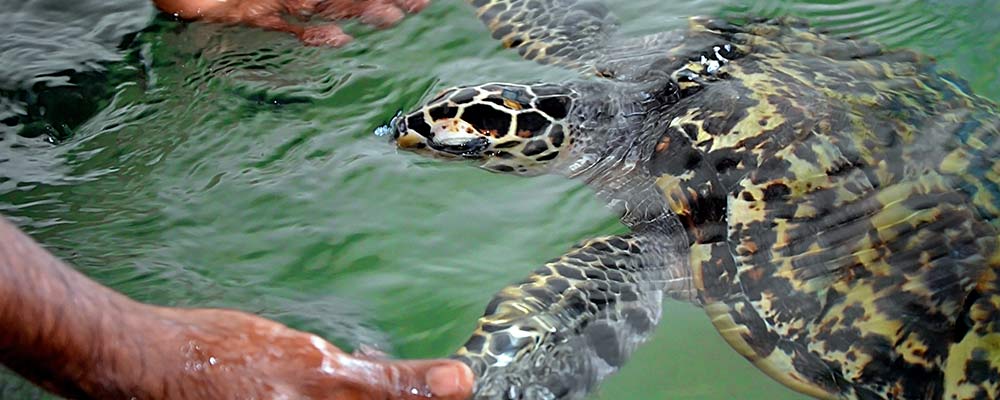 rehabilitation of green sea turtle