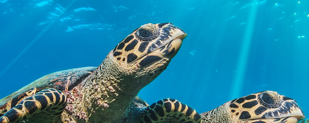 two loggerhead sea turtles swimming in the sea