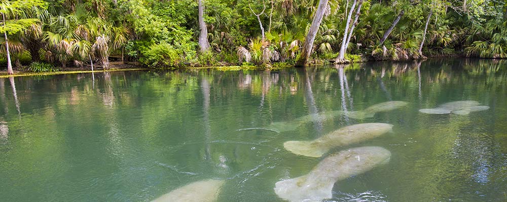 group of manatees swimming in river