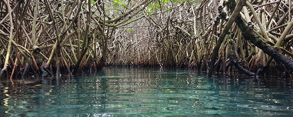 mangroves growing on a shoreline