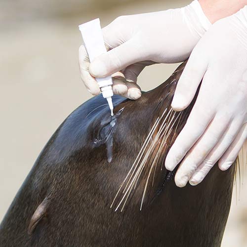 seal being treated for eye infection at aquatic rescue facility