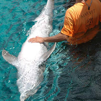 MARVET participants examine underside of bottlenose dolphin
