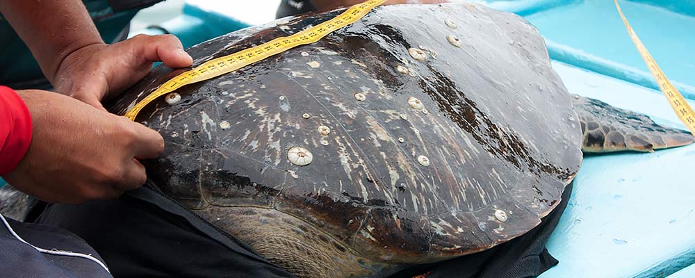 veterinarians measuring length of endangered sea turtle