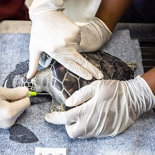 microchipping a green sea turtle in Caymans