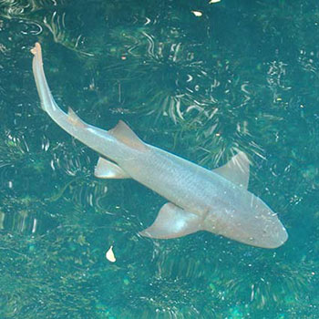 nurse shark in marine animal facilities