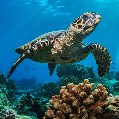 sea turtle swimming in costal waters