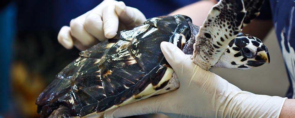 veterinarian holding sea turtle with gloved hands for rehabilitation