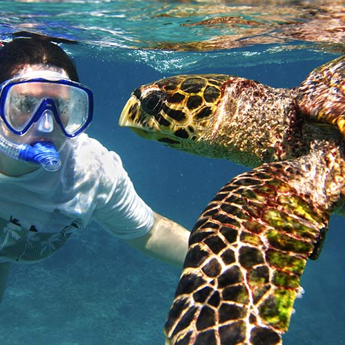snorkeling with sea turtle in costal waters