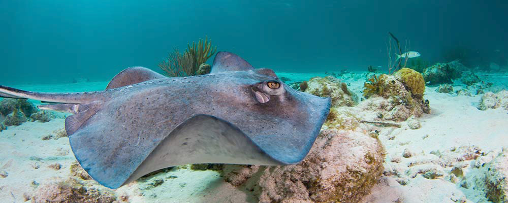 southern stingray gliding through waters in Grand Cayman