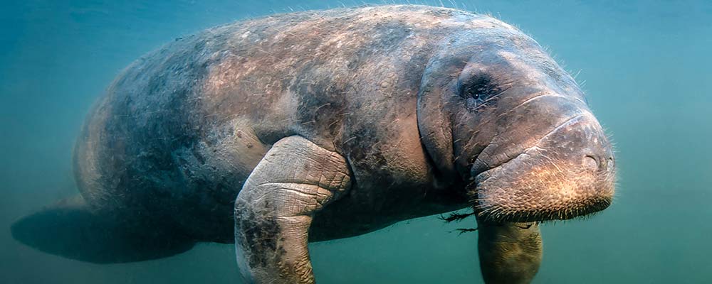 manatee swimming in river