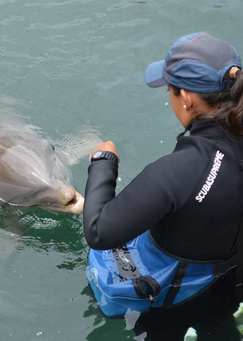 vet student checking dolphin health
