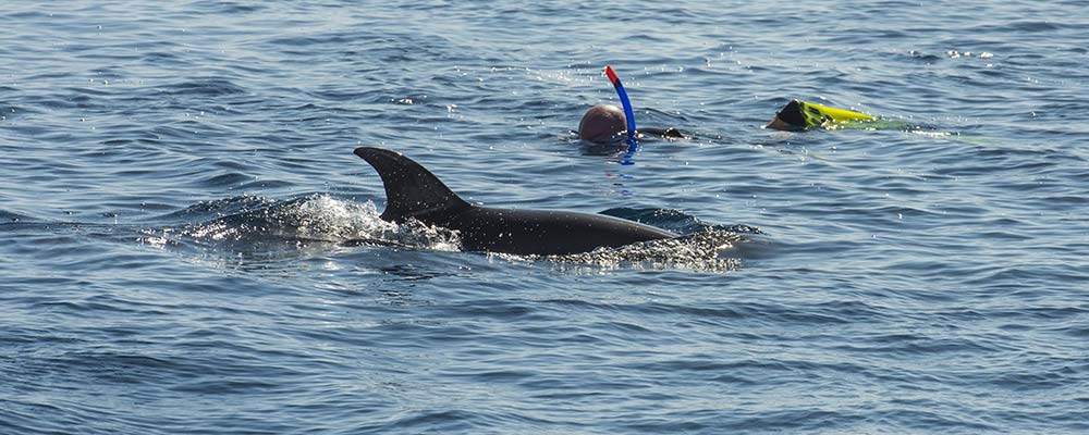 aquatic veterinarian participant snorkeling with dolphin off Mexico shore